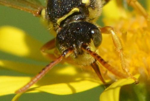Nomada sp.